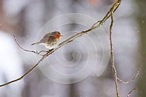 European robin Erithacus Rubecula bird sitting on a branch