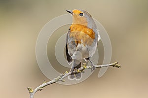 European robin, Erithacus rubecula in the branch after the bath
