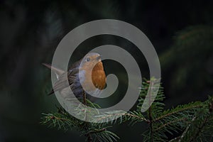 European Robin Erithacus rubecula on a branch in the forest