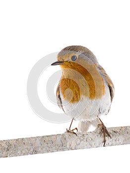 European robin Erithacus rubecula on a branch isolated