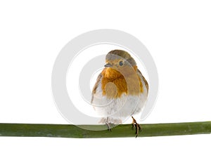 European robin Erithacus rubecula on a branch isolated