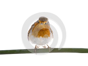 European robin Erithacus rubecula on a branch isolated