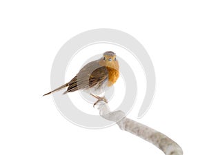 European robin Erithacus rubecula on a branch isolated