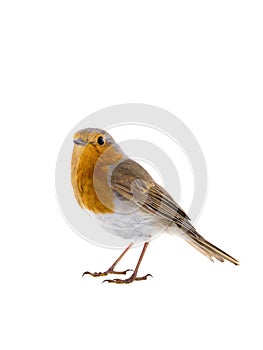 European robin Erithacus rubecula on a branch isolated