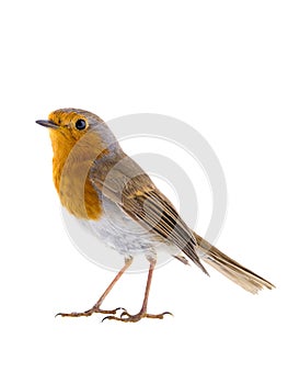 European robin Erithacus rubecula on a branch isolated