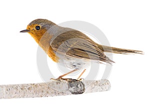 European robin Erithacus rubecula on a branch isolated on a white