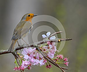 The European robin Erithacus rubecula on Cherry Blossom