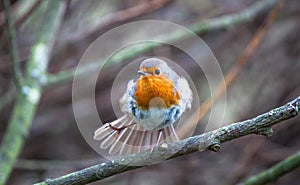 European robin Erithacus rubecula in England