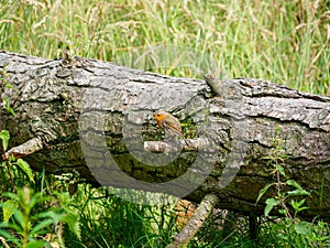 European robin, Erithacus rubecula, feeding in pine forest clearing, Fife, Scotland