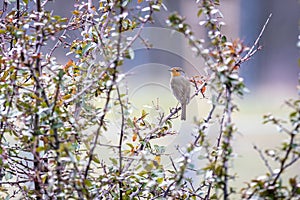 European robin Erithacus rubecula in the foresst