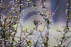 European robin Erithacus rubecula in the foresst