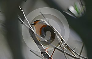 The European robin, Erithacus rubecula, insectivorous passerine bird