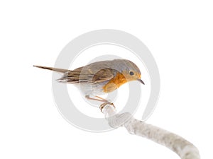 European robin Erithacus rubecula isolated