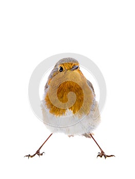 European robin Erithacus rubecula isolated