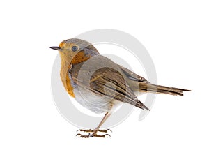 European robin Erithacus rubecula isolated on a white