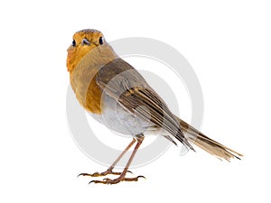 European robin Erithacus rubecula isolated on a white