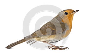 European Robin - Erithacus rubecula photo