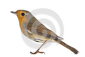 European Robin - Erithacus rubecula photo