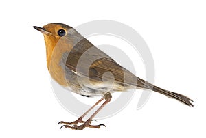 European Robin - Erithacus rubecula photo