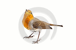 European robin Erithacus rubecula isolated on a white background