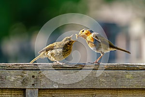 European Robin (Erithacus rubecula) juvenile being fed a meal worm by it's parent, taken in London