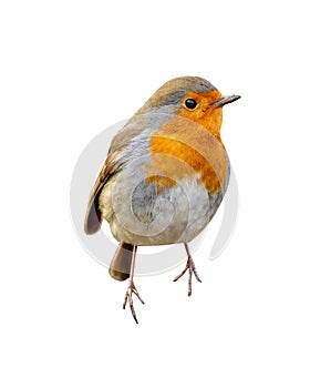 The European robin Erithacus rubecula, known simply as the robin or robin redbreast, isolated on white background