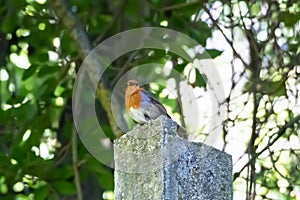 The European robin - Erithacus rubecula -  known simply as the robin or robin redbreast, is a small insectivorous passerine bird