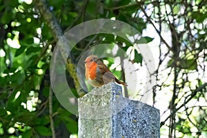 The European robin - Erithacus rubecula -  known simply as the robin or robin redbreast, is a small insectivorous passerine bird