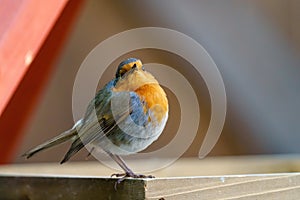 European Robin (Erithacus rubecula) loooking over it's shoulder to camera, taken in London