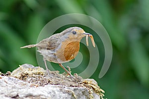 European Robin (Erithacus rubecula) with mealworms