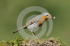 European Robin