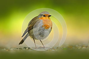 European Robin, Erithacus rubecula, orange songbird sitting on gravel road with green background. Nice bird in the nature