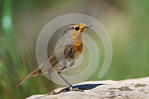 European robin (Erithacus rubecula) with out of focus green background
