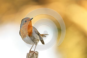 European robin (Erithacus rubecula) with out of focus orange background