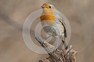 European Robin Erithacus rubecula perched on a branch in the forest