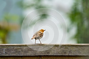 European Robin (Erithacus rubecula) perched on a fence looking up, taken in London, England
