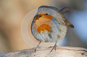 European Robin (Erithacus rubecula) perched in the forest