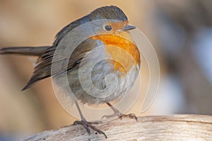 European Robin (Erithacus rubecula) perched in the forest