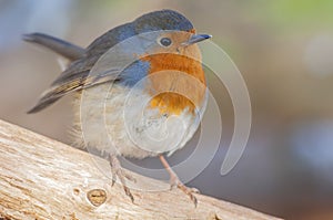 European Robin (Erithacus rubecula) perched in the forest