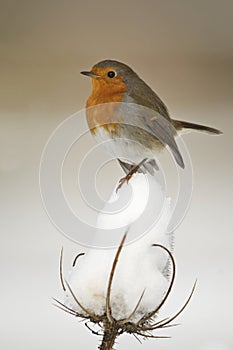 European Robin (Erithacus rubecula) perched on teasel seedhead