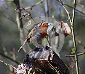 European robin Erithacus rubecula perched on tree on a spring afternoon in April