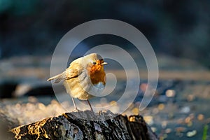 European Robin (Erithacus rubecula) perched on a tree stump in early morning spring light, taken in London, England