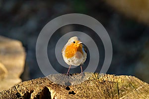 European Robin (Erithacus rubecula) perched on a tree stump in early morning spring light, taken in London, England