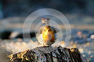 European Robin (Erithacus rubecula) perched on a tree stump looking at camera, taken in London, UK