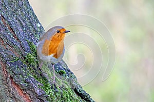 European Robin - Erithacus rubecula perched on a tree trunk