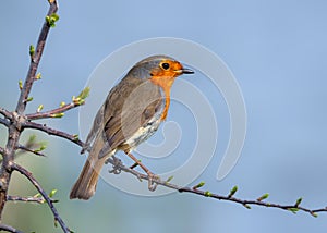 European Robin - Erithacus rubecula perched on a twig with leaf buds.