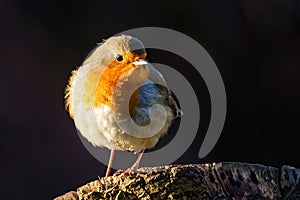 European Robin Erithacus rubecula portrait, perched on a tree stump in early morning spring light