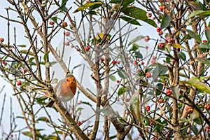 European robin Erithacus Rubecula with red berries, UK.