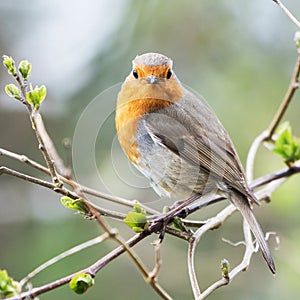 European Robin, Erithacus rubecula, Robin, Birds