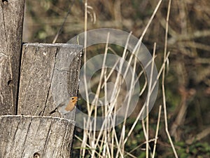 European robin or erithacus rubecula robin posing at the edge of a table in a park